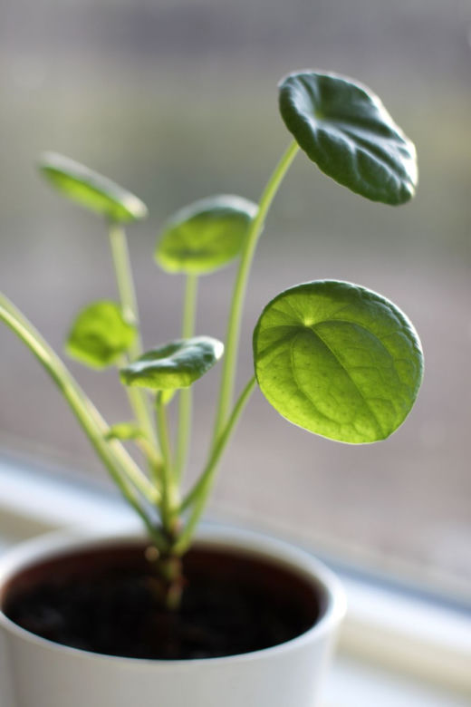 Roślina doniczkowa Pieniążek czyli Pilea peperomioides