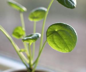 Roślina doniczkowa Pieniążek czyli Pilea peperomioides
