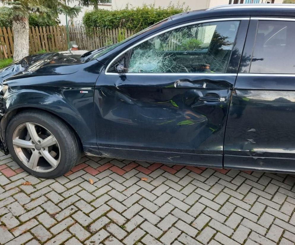 Wypadek na DK 51. Osobówka zderzyła się z łosiem. Zwierzę nie przeżyło [ZDJĘCIA]