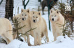 Takiego ZOO w Polsce jeszcze nie było! Chata polarna z wilkami to absolutny hit