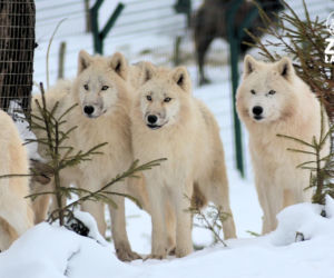 Takiego ZOO w Polsce jeszcze nie było! Chata polarna z wilkami to absolutny hit