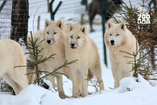 Takiego ZOO w Polsce jeszcze nie było! Chata polarna z wilkami to absolutny hit