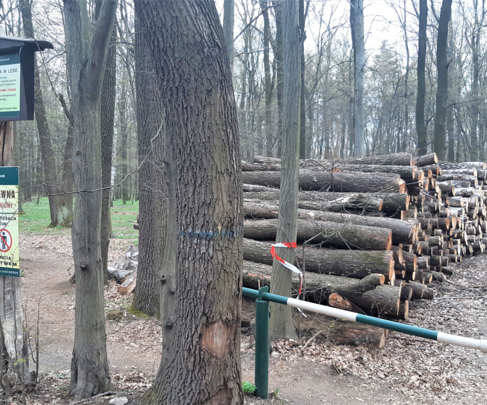Wycinka drzew w lasku Lipie. Zobacz efekt pracy leśników!