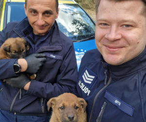 W lesie porzucono szzczenięta