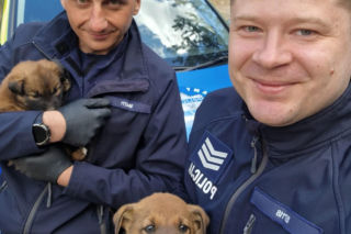 W lesie porzucono szzczenięta