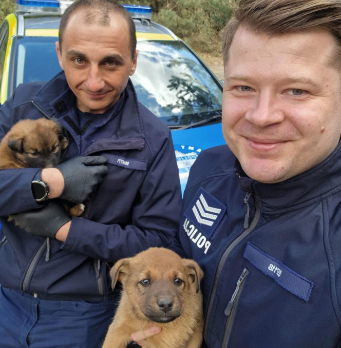 W lesie porzucono szzczenięta