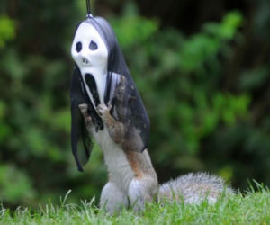 Halloween wiewiórek! O co chodzi?