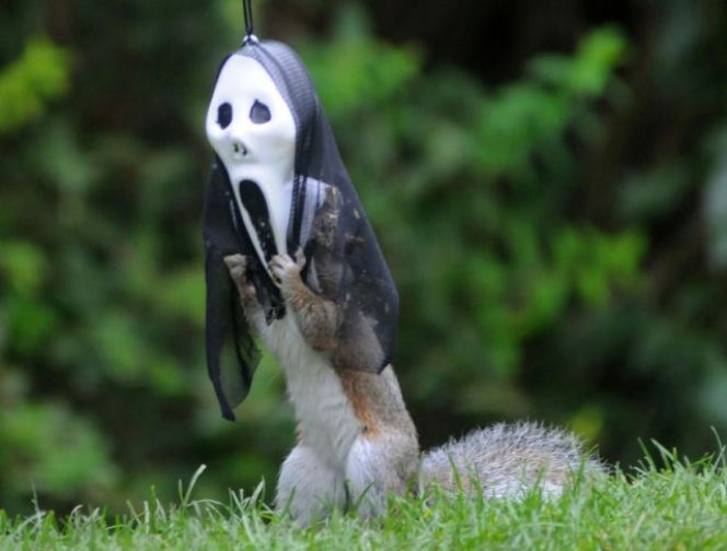 Halloween wiewiórek! O co chodzi?