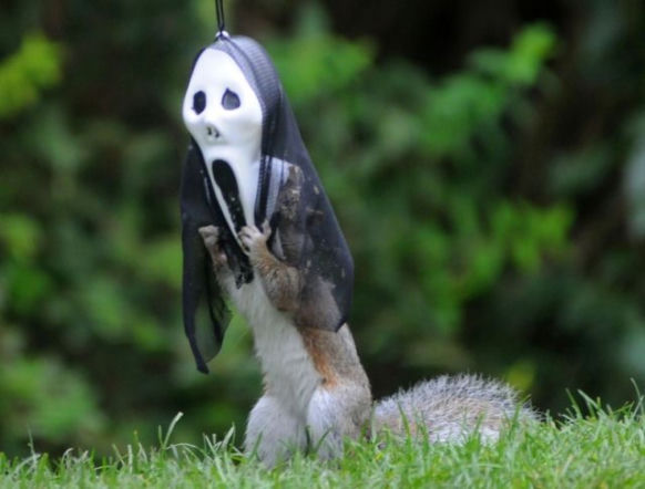 Halloween wiewiórek! O co chodzi?