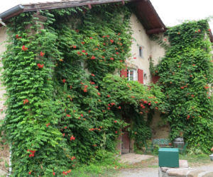 Ta roślina to znakomita alternatywa dla tui. Posadź w ogrodzie, a nie pożałujesz