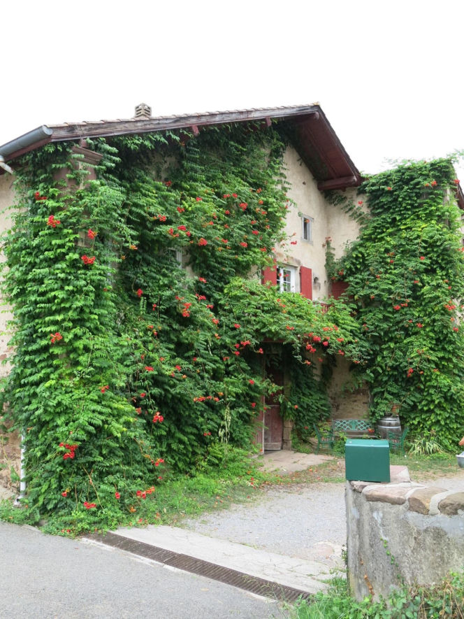 Ta roślina to znakomita alternatywa dla tui. Posadź w ogrodzie, a nie pożałujesz