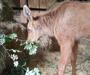 Mała samiczka łosia zgubiła mamę. Schronienie znalazła w bydgoski zoo [ZDJĘCIA, WIDEO]