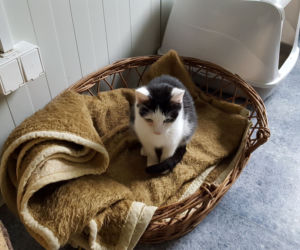 RODO da się lubić. Kot o takim imieniu czeka w schronisku na adopcję