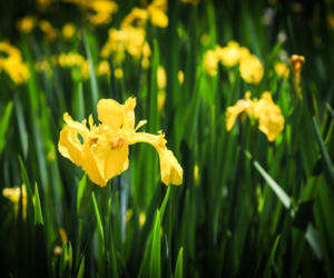 Kosaciec żółty