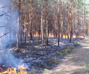 Tylko tej wiosny lasy płonęły już kilkadziesiąt razy. Leśnicy apelują o rozwagę