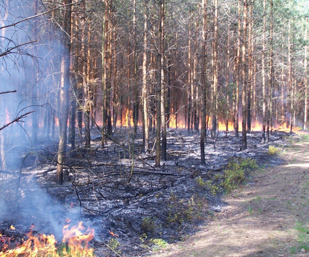 Tylko tej wiosny lasy płonęły już kilkadziesiąt razy. Leśnicy apelują o rozwagę