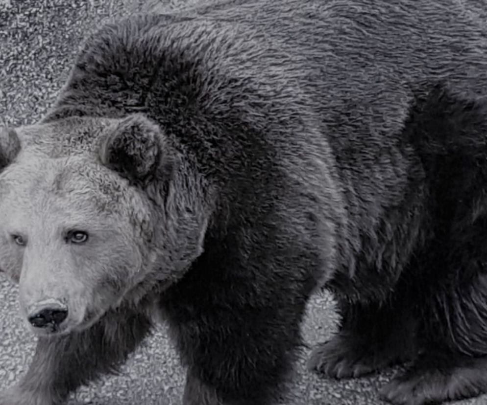 Nie żyje niedźwiedzica z warszawskiego zoo. Stolica żegna Małą