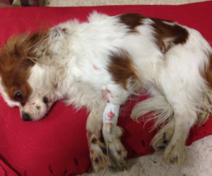 Fundacja Animal Security