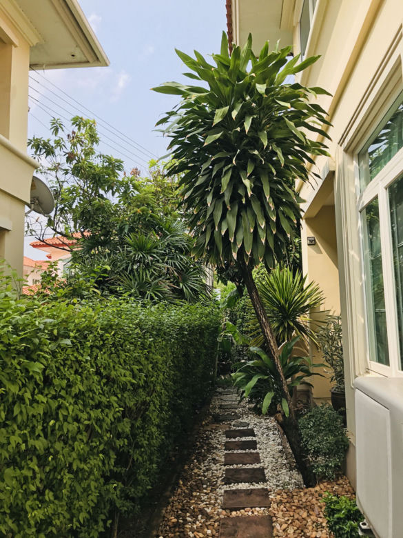 Dracena wonna w ogrodzie
