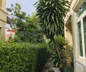 Dracena wonna