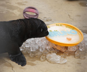 Mały kotik we wrocławskim zoo dostał imię Bruno