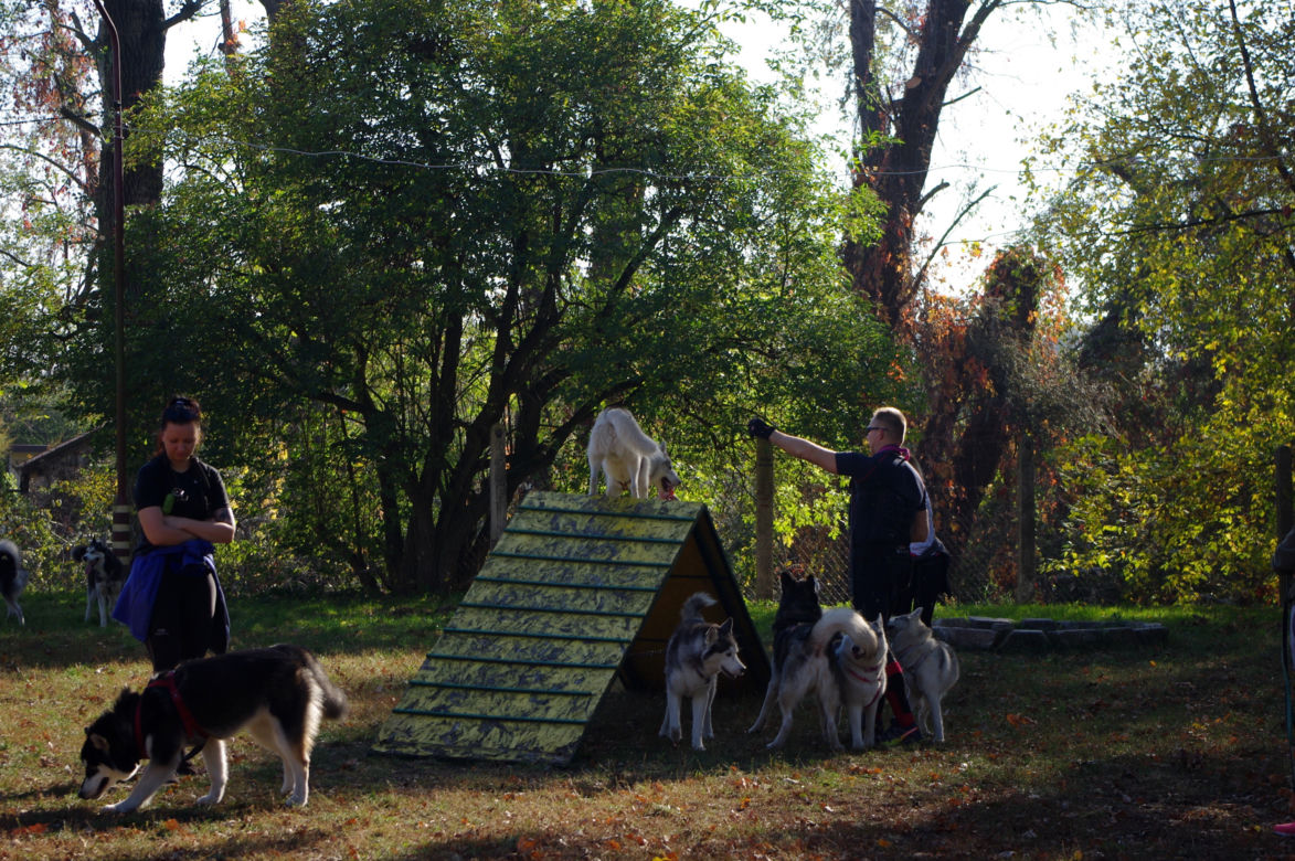 Husky opanowały Psi Park! [GALERIA]