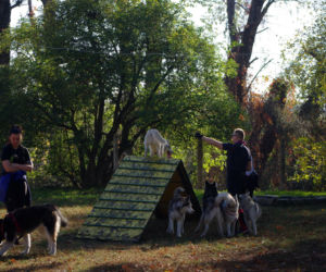 Husky opanowały Psi Park! [GALERIA]