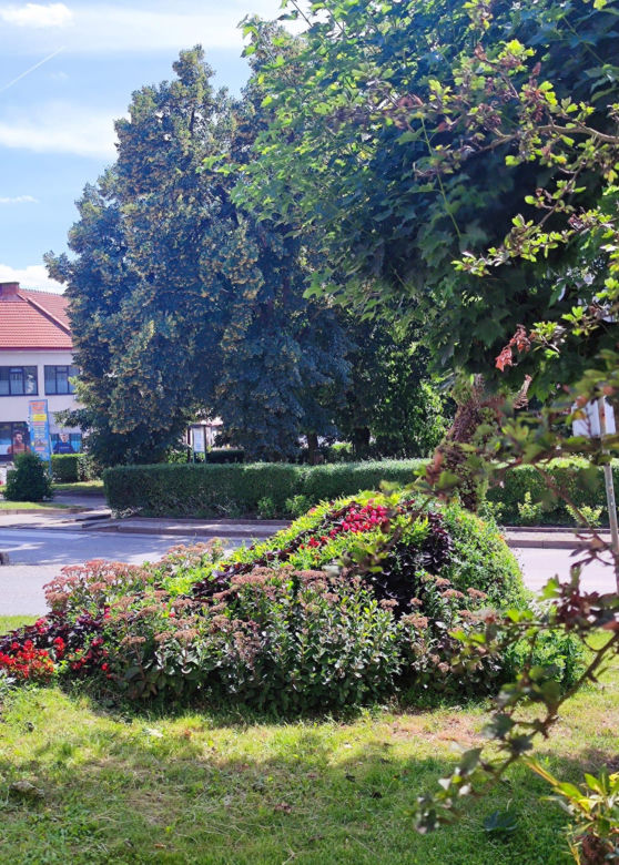 Zielony Rynek w Pińczowie