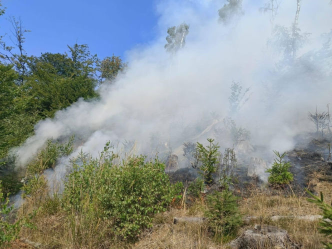 Pożary na Dolnym Śląsku jeden po drugim. Leśnicy pokazali nagranie i apelują!