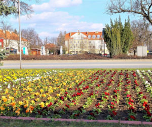 Do Jasła zawitała wiosna. Na rabatach i skwerach pojawiły się tysiące kwiatów