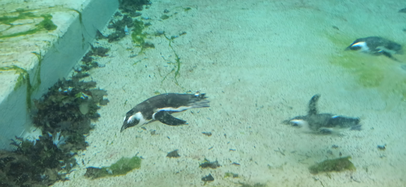 Pingwiny wróciły do łódzkiego zoo!