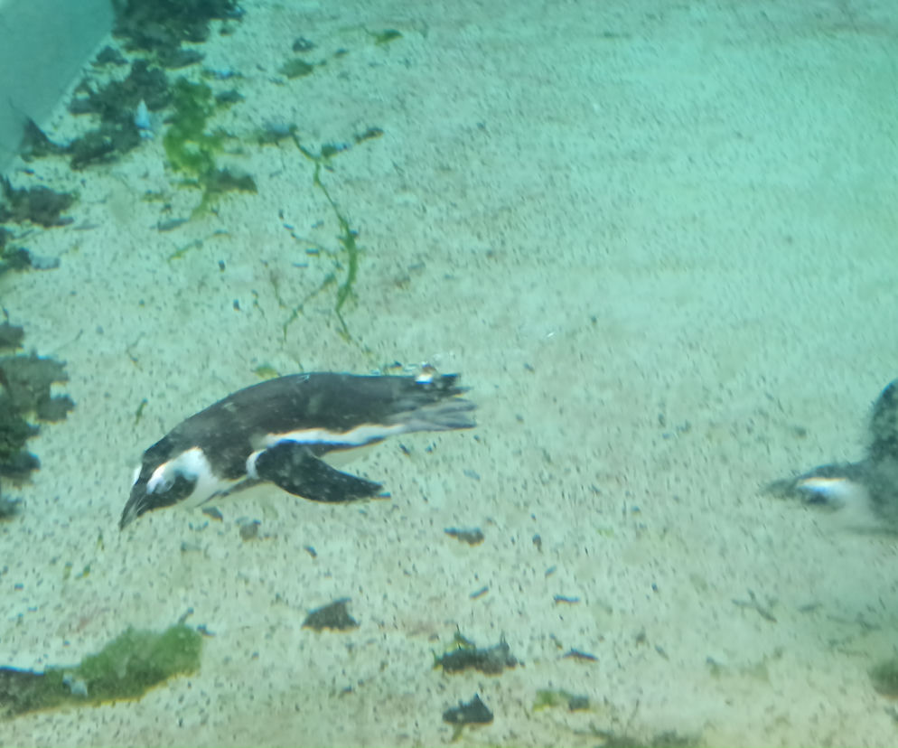 Pingwiny wróciły do łódzkiego zoo!