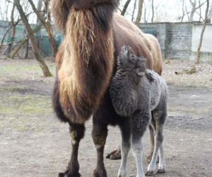 Narodziny w warszawskim zoo! Ma kilka dni a siwy jak starzec... 