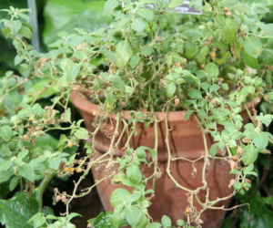 Ashwagandha (indyjski żeń szeń)