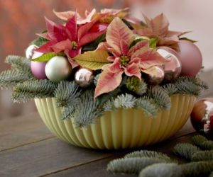 Mini gwiazda betlejemska