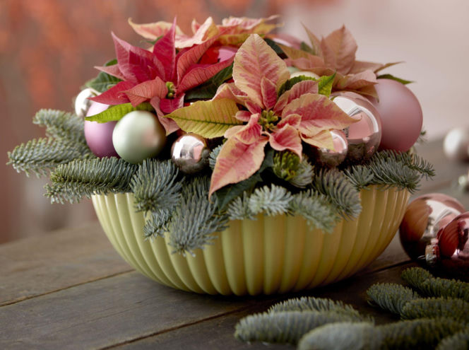 Mini gwiazda betlejemska