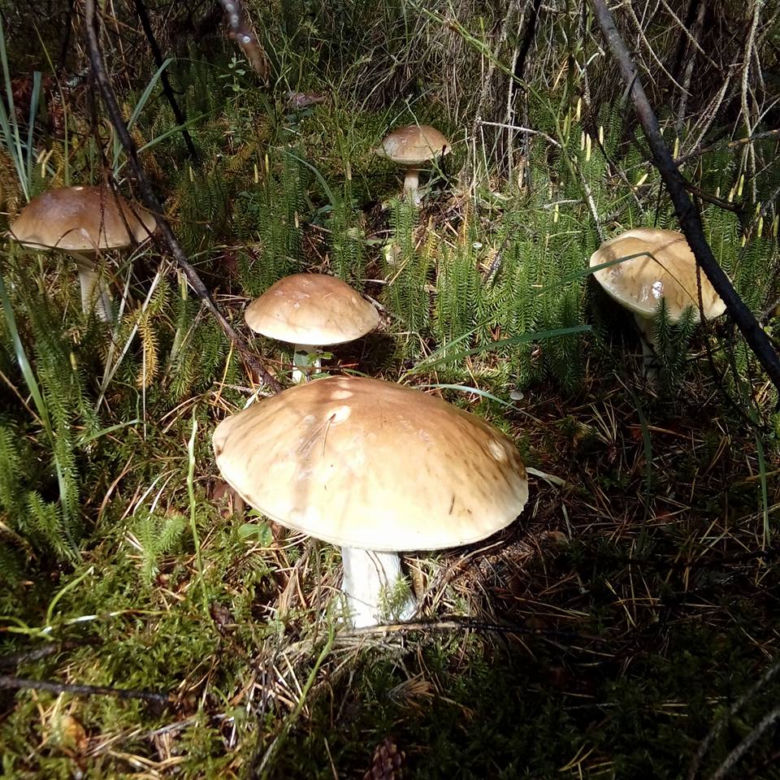 Grzybobranie na Podkarpaciu: Zdjęcia Czytelników