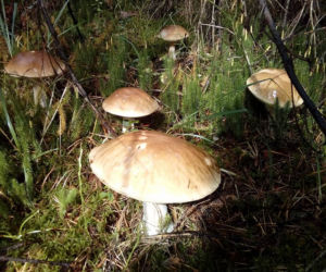 Grzybobranie na Podkarpaciu: Zdjęcia Czytelników