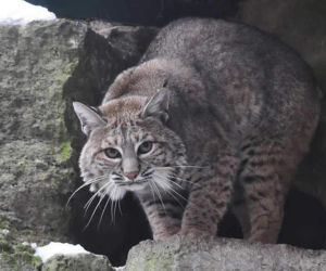 Tierpark Cottbus