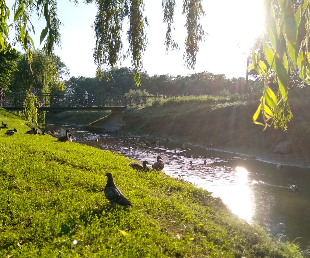 Kaczy chillout w parku przy Wierzbowej [ZDJĘCIE DNIA]
