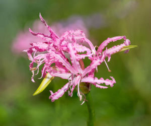 Nerina Bowdena
