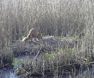 Zjadł dzieci na oczach rodziców