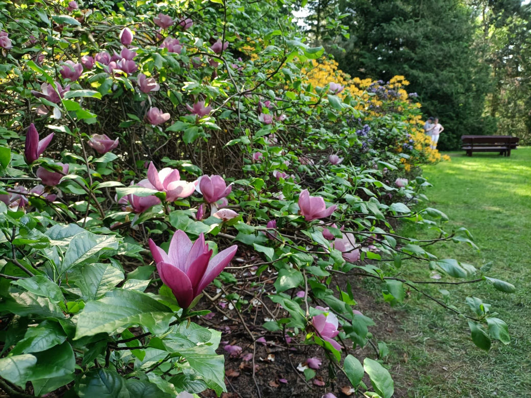 Arboretum Kórnickie - raj dla miłośników pięknych roślin