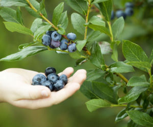 Najlepsze odmiany borówki amerykańskiej