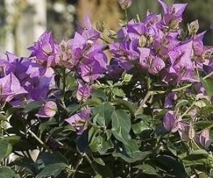 Bugenwilla