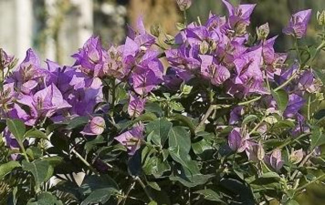 Bugenwilla