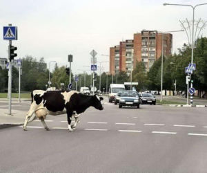 Takie rzeczy tylko w Rosji
