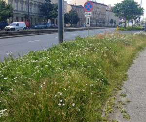 Znika bydgoski busz! To miały być oszczędności i walka z suszą. Ogrodnik ma inne zdanie