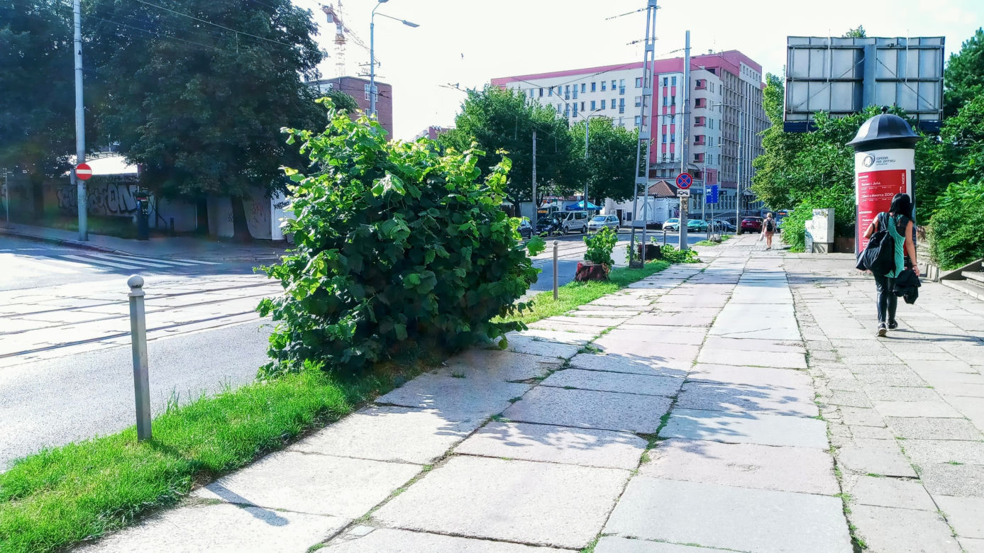Wycięte drzewa w centrum Szczecina nagle odżyły