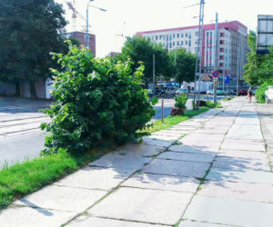 Wycięte drzewa w centrum Szczecina nagle odżyły